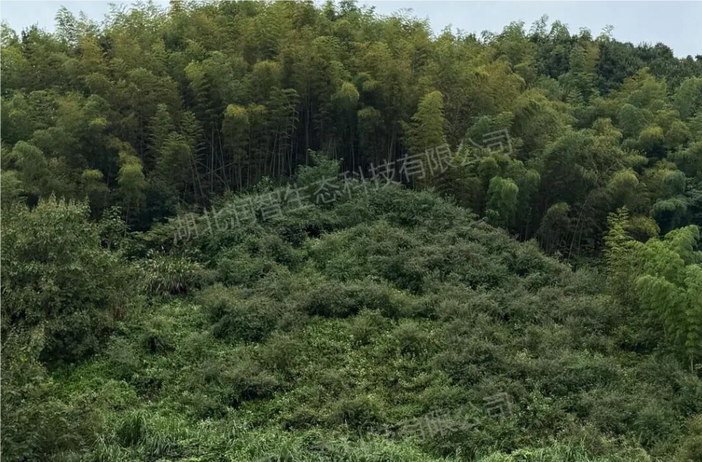 1758182990876075352.png QQ_1758182984234.png